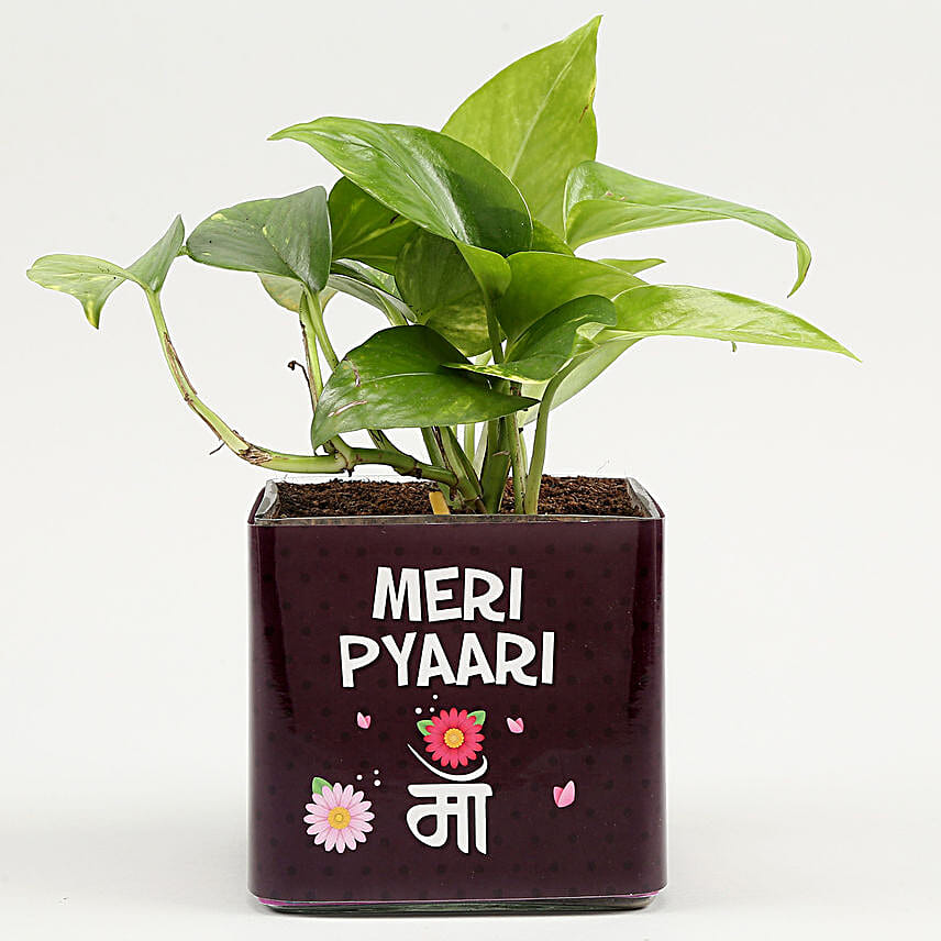 Money Plant In Pyari Ma Square Glass Vase