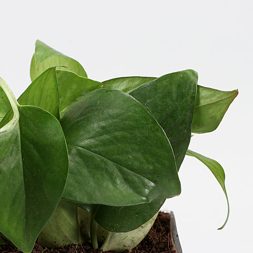 Money Plant In Pyari Ma Square Glass Vase