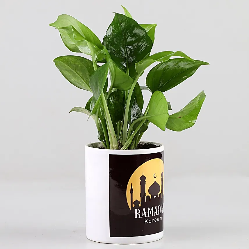 Online Ramadan Money Plant