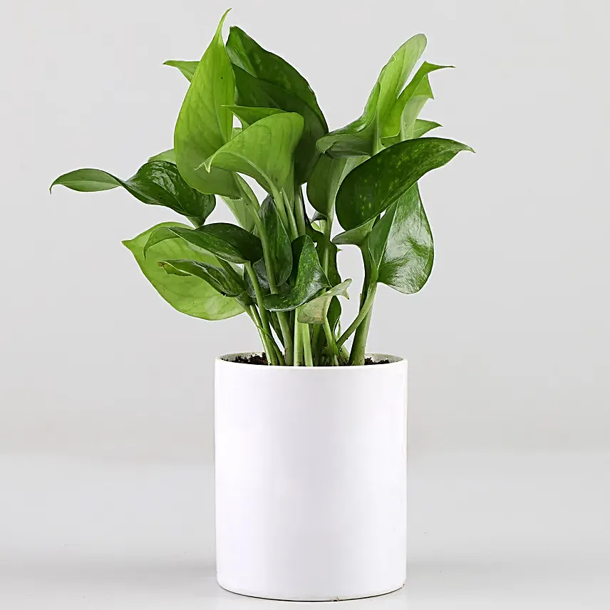 Online Ramadan Money Plant