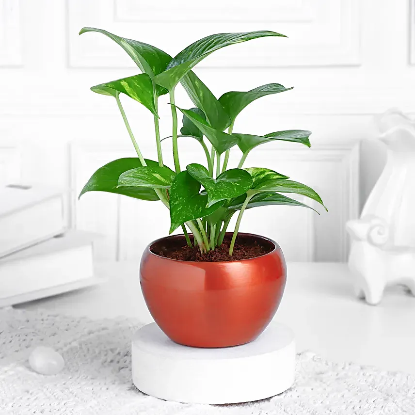 Money Plant In Rustic Copper Pot