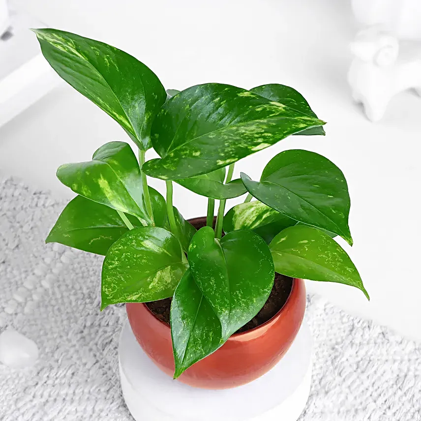 Money Plant In Rustic Copper Pot