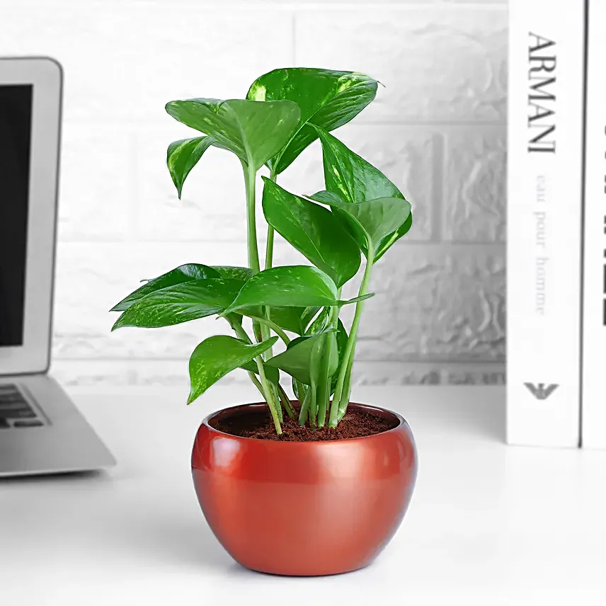Money Plant In Rustic Copper Pot