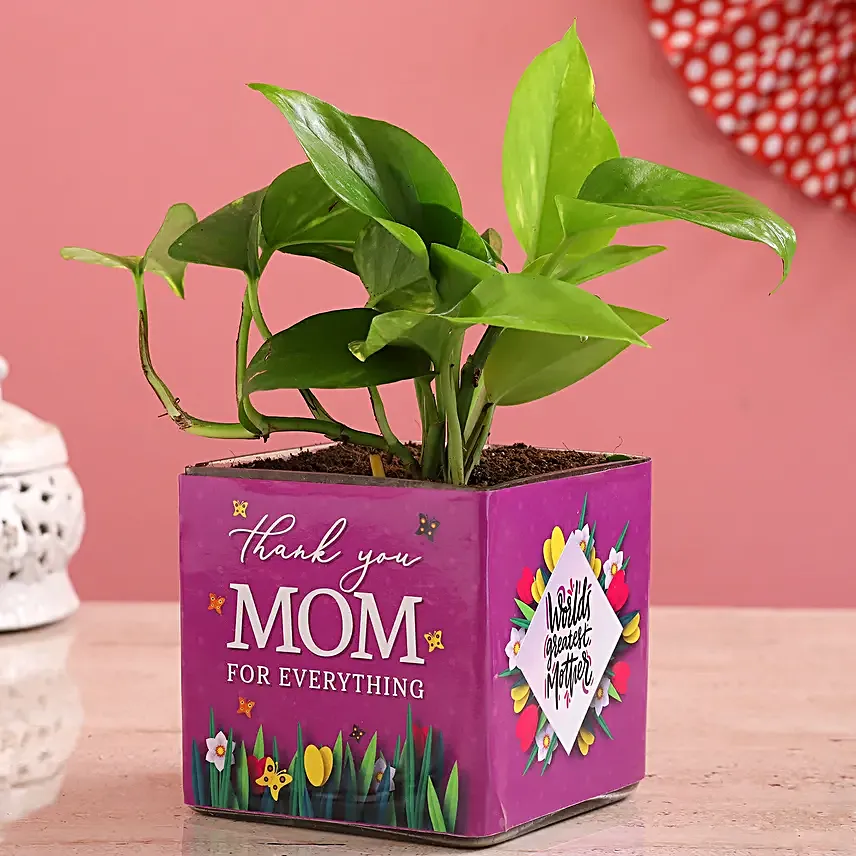 Money Plant In Thank You Mom Square Glass Vase