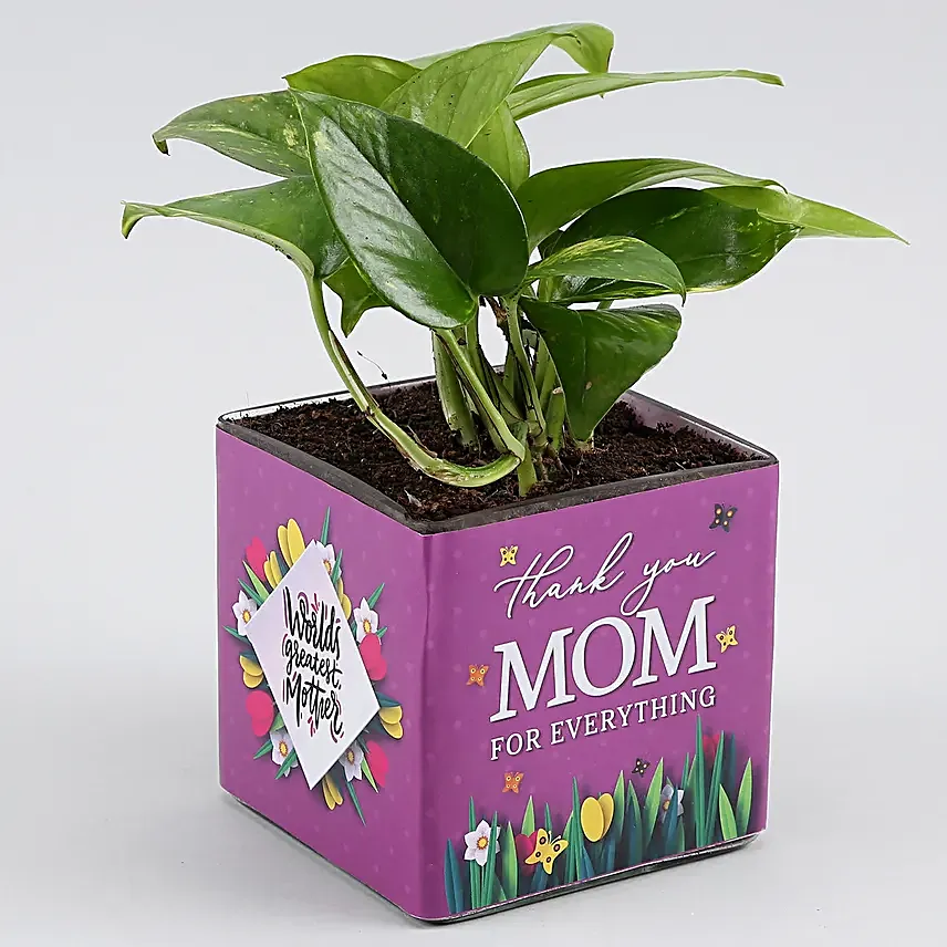 Money Plant In Thank You Mom Square Glass Vase