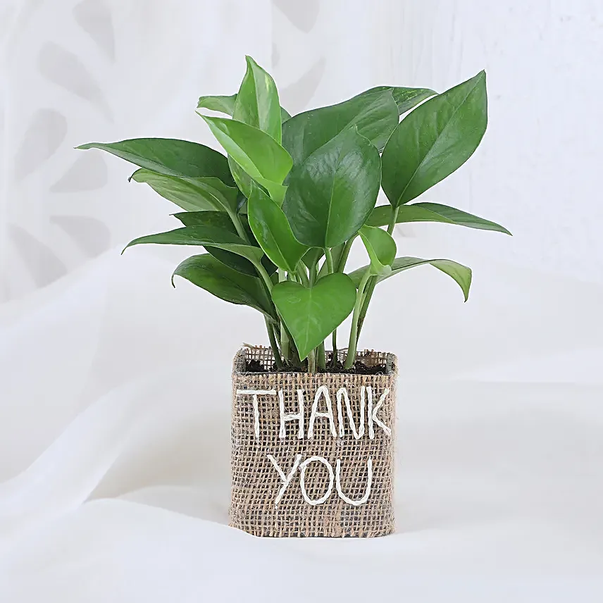 Thank You Pot Plant for Him Online