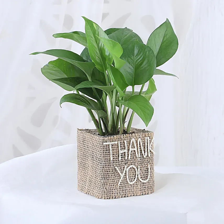 Thank You Pot Plant for Him Online