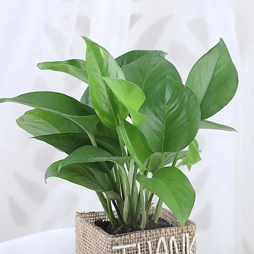 Thank You Pot Plant for Him Online