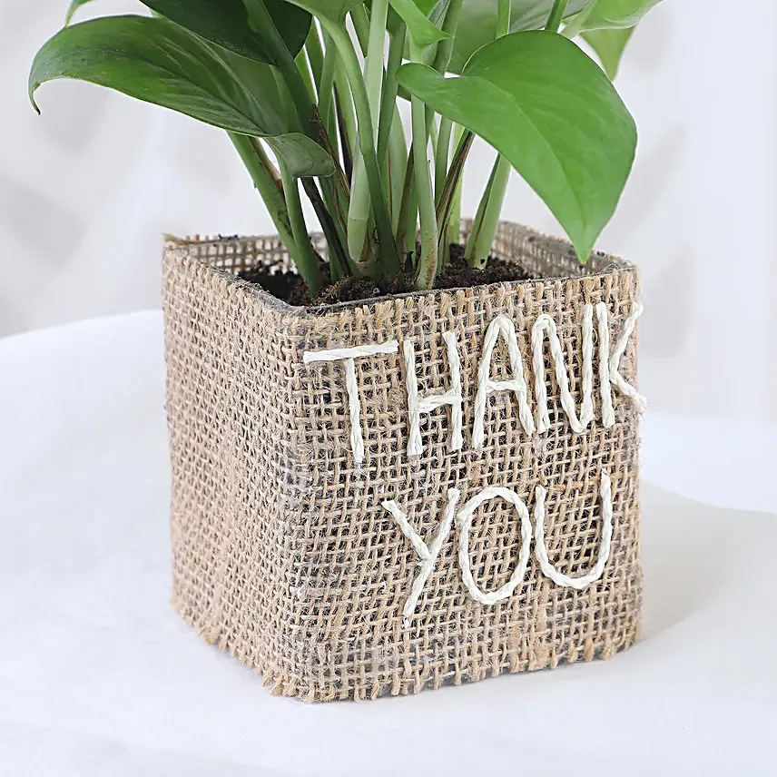 Thank You Pot Plant for Him Online