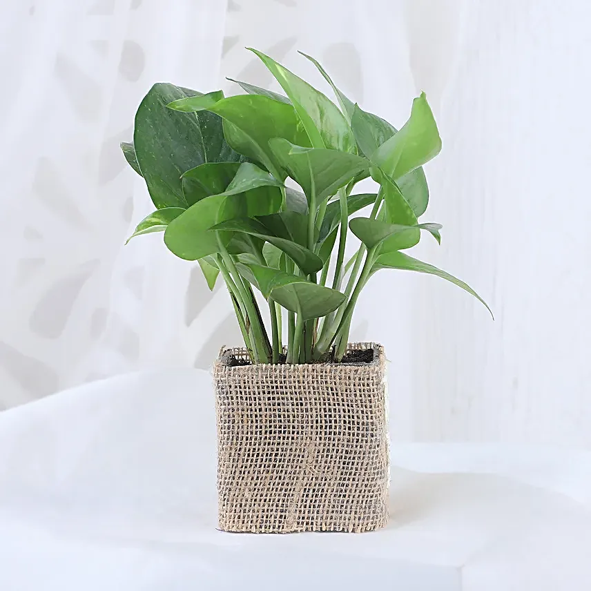 Thank You Pot Plant for Him Online