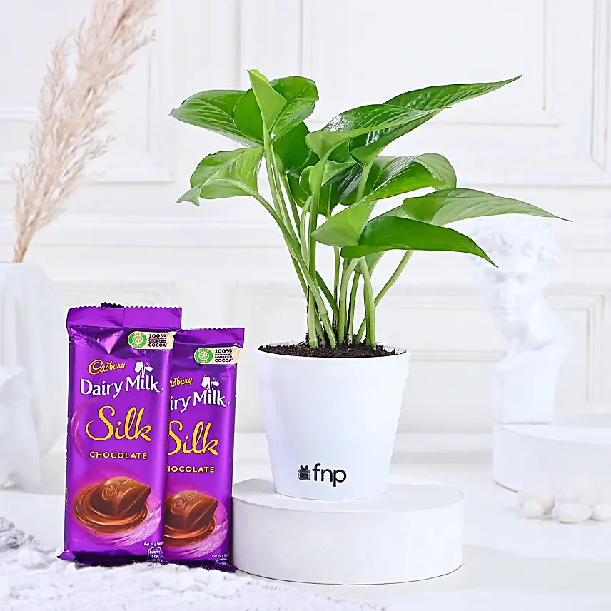 Money Plant In Yellow Pot & Cadbury Chocolates