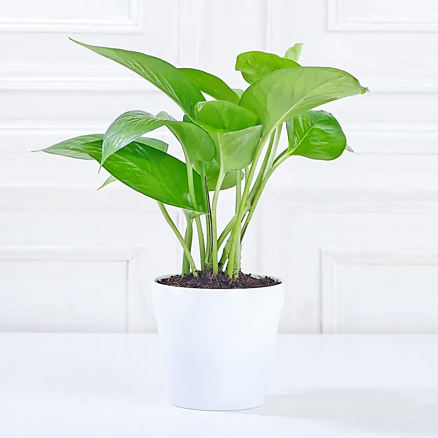Money Plant In Yellow Pot & Cadbury Chocolates