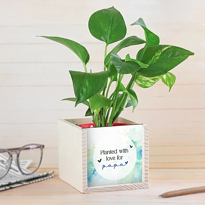 Money Plant Love For Dad