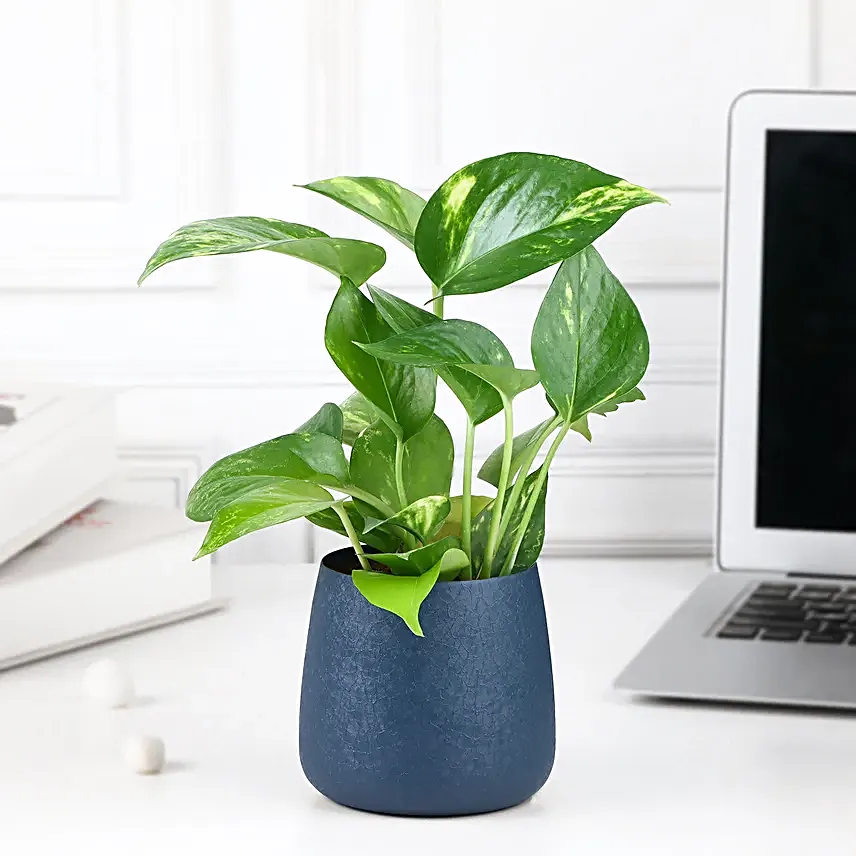 Money Plant Love