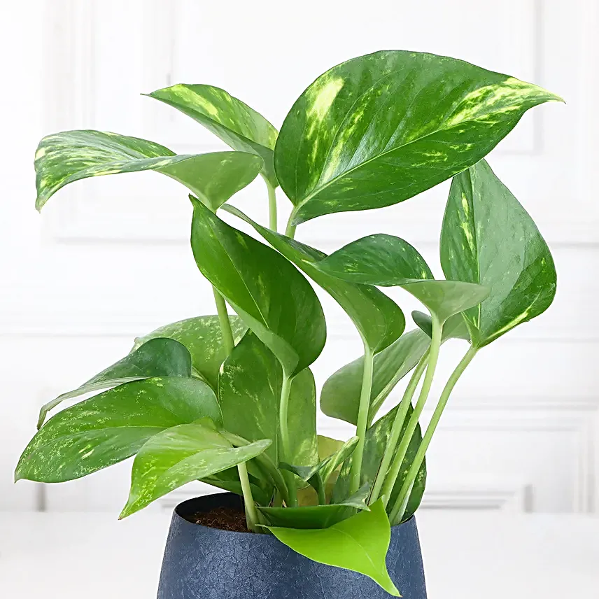 Money Plant Love