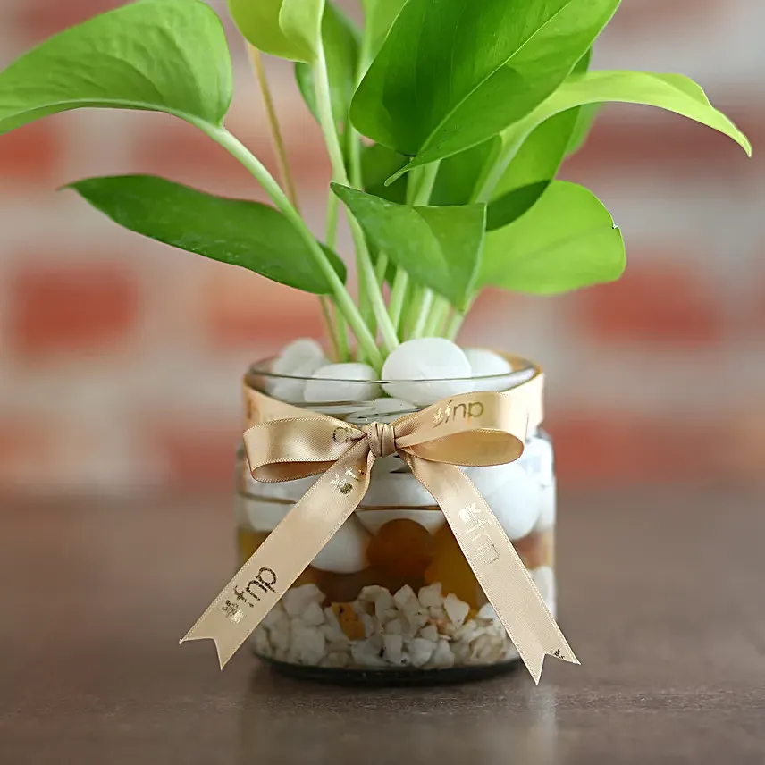 Money Plant Mason Jar Terrariums
