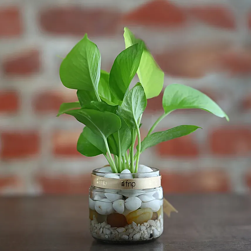 Money Plant Mason Jar Terrariums