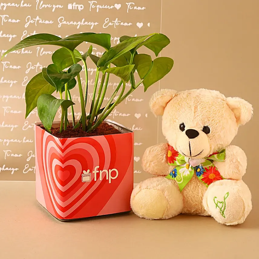 Money Plant N Teddy Love Combo Hand Delivery