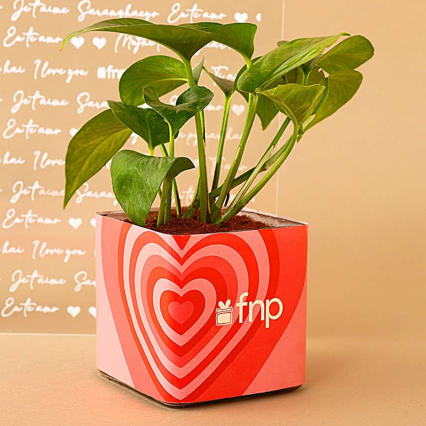 Money Plant N Teddy Love Combo Hand Delivery