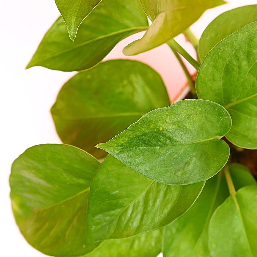 Money Plant N Teddy Love Combo Hand Delivery