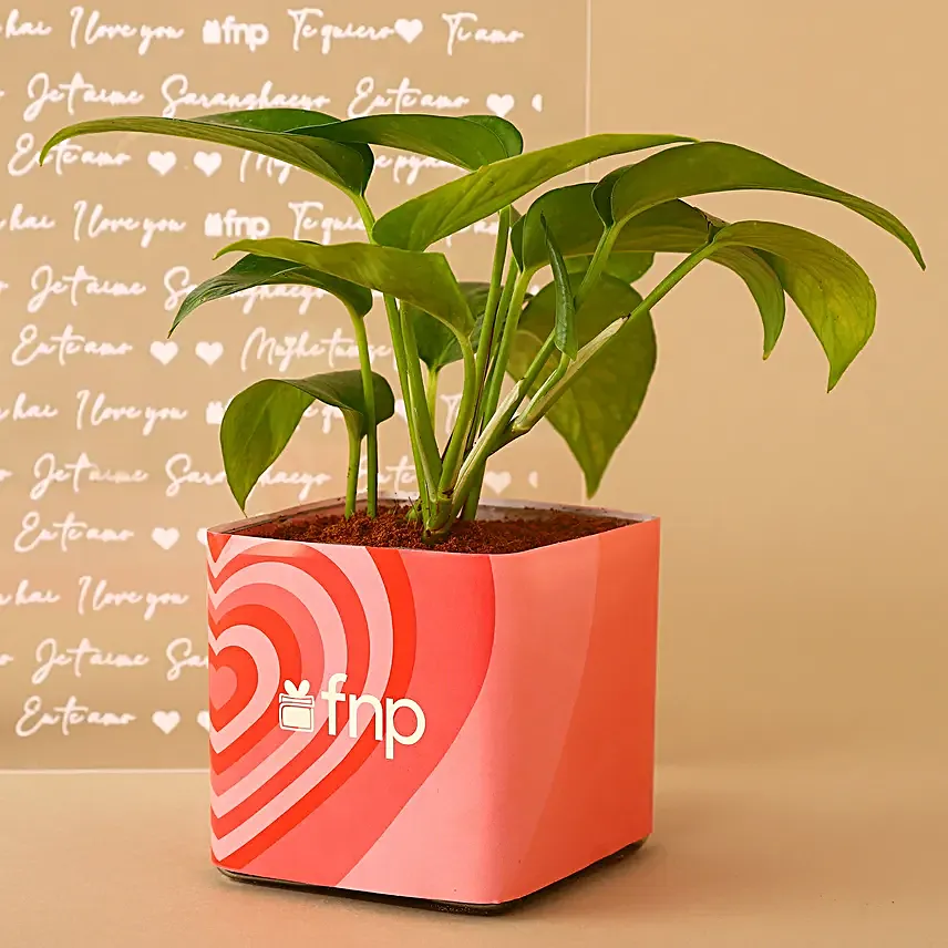 Money Plant N Teddy Love Combo Hand Delivery