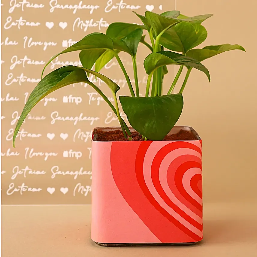 Money Plant N Teddy Love Combo Hand Delivery