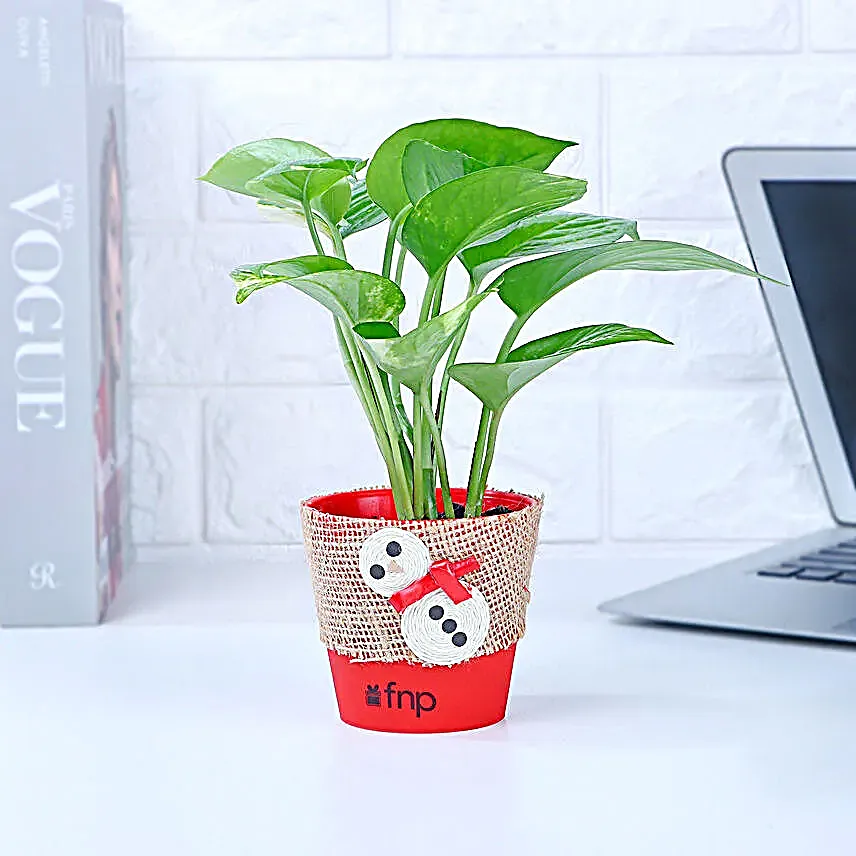 Money Plant Red Pot Gift