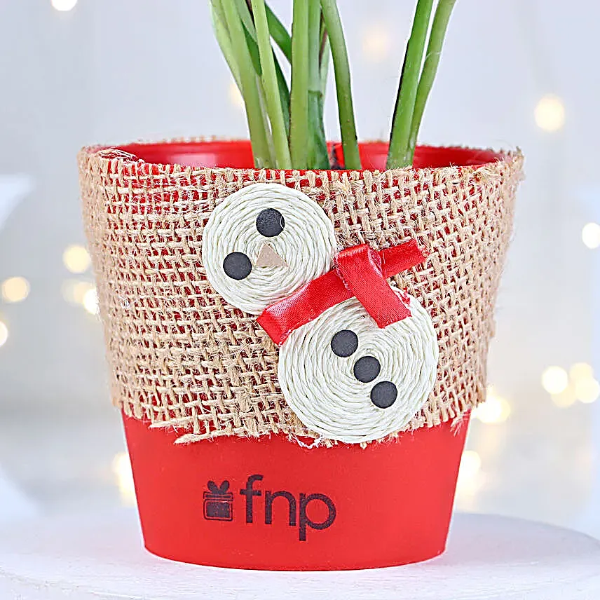 Money Plant Red Pot Gift