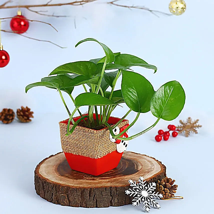Money Plant Red Pot Gift