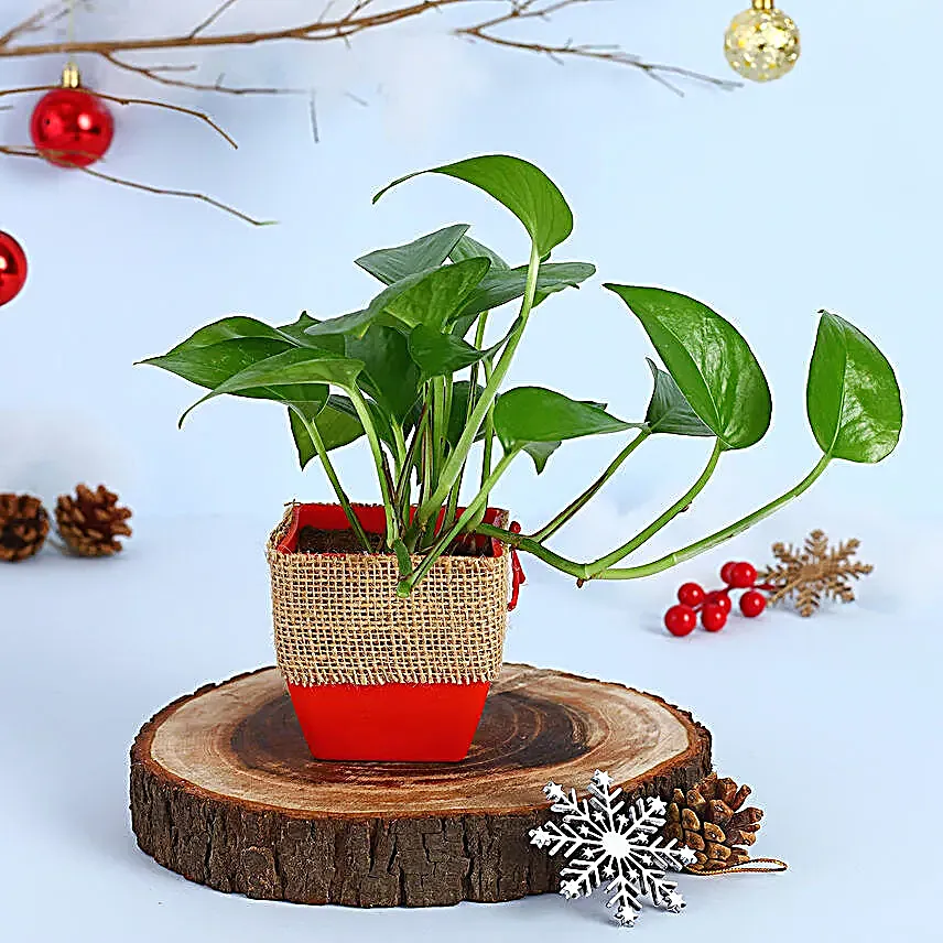 Money Plant Red Pot Gift