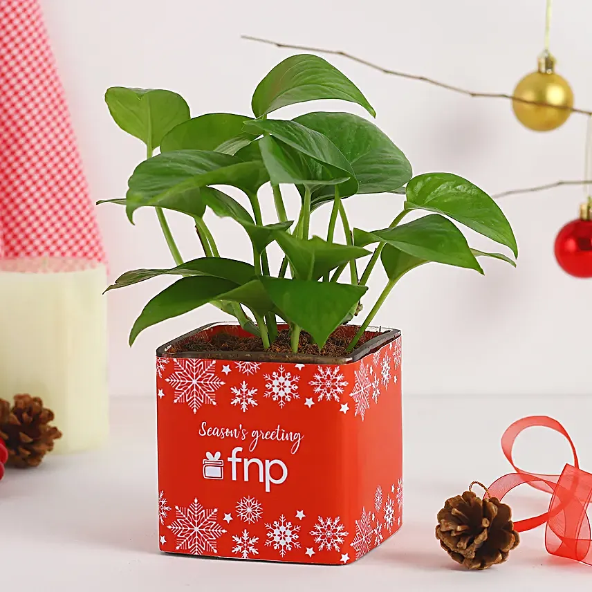 Money Plant Seasons Greeting Vase