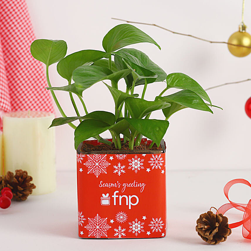 Money Plant Seasons Greeting Vase