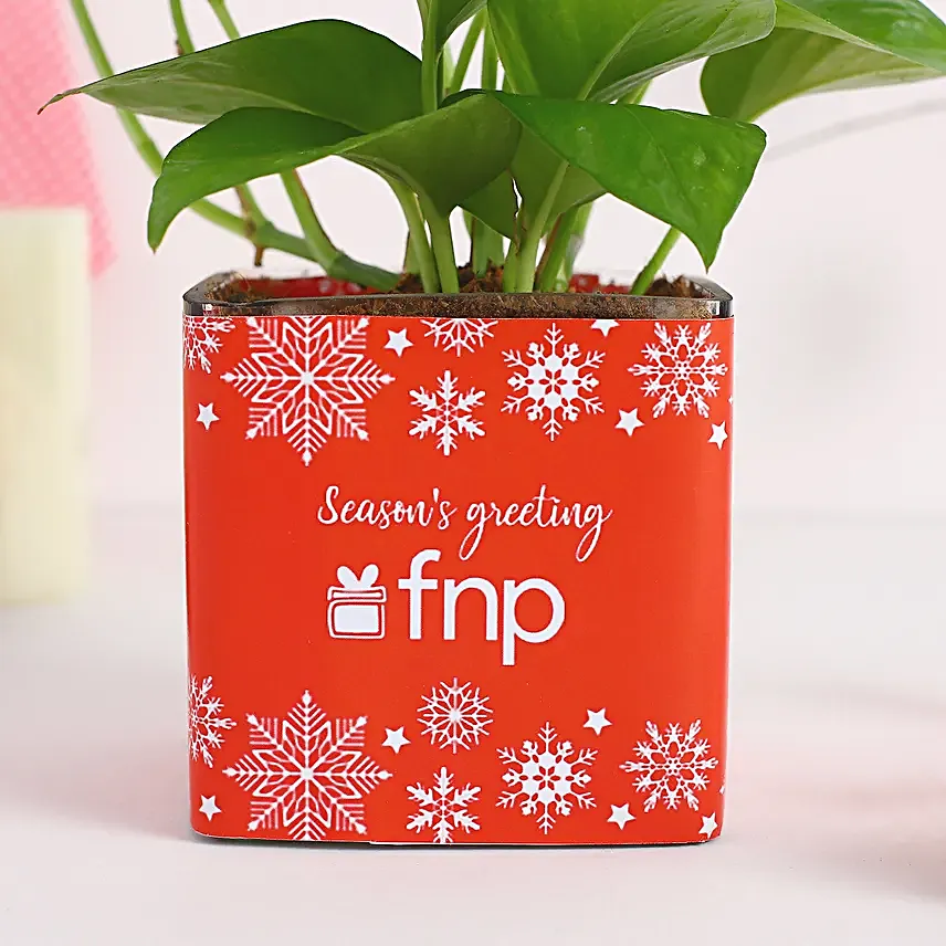 Money Plant Seasons Greeting Vase