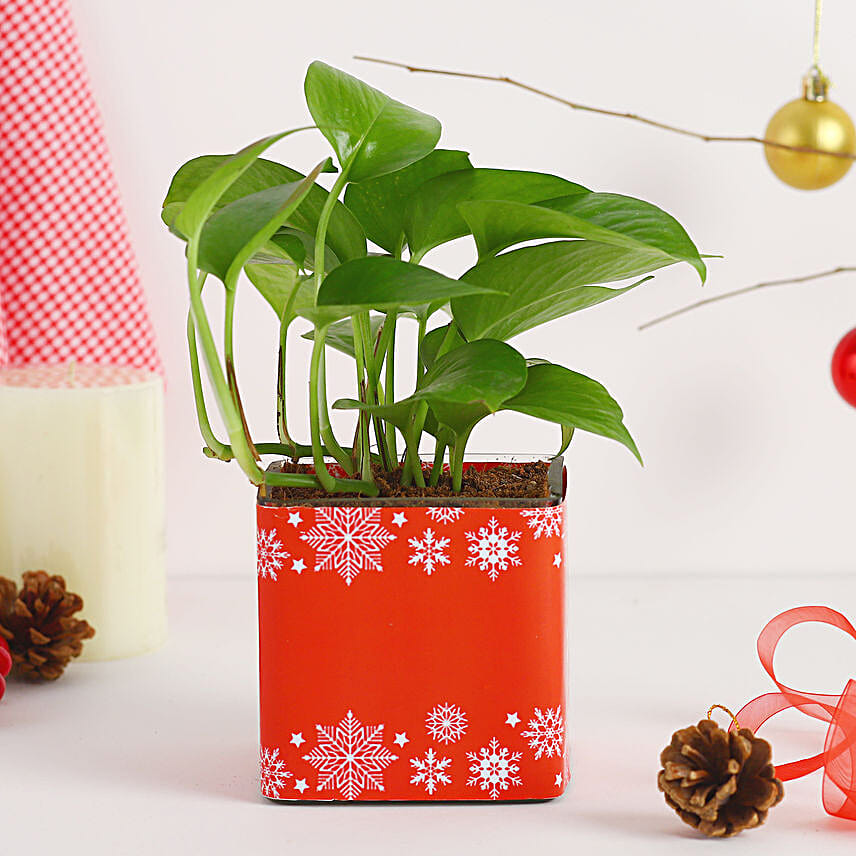 Money Plant Seasons Greeting Vase