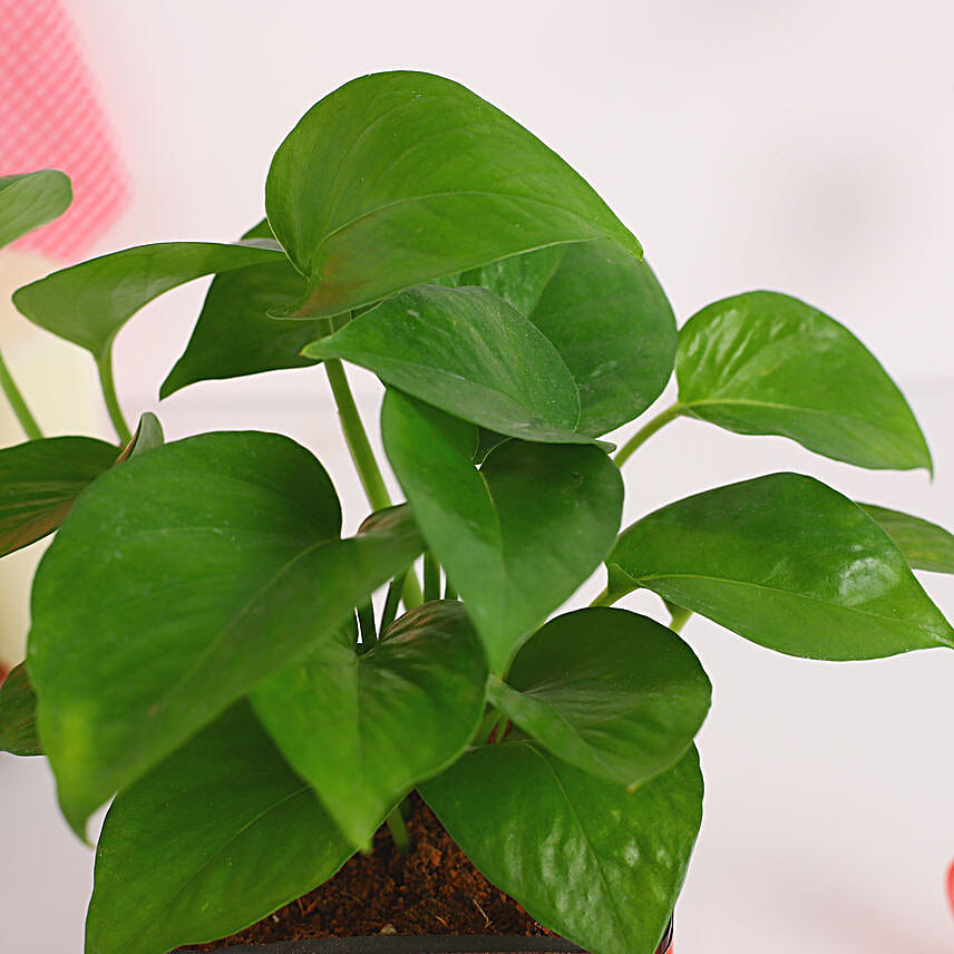 Money Plant Seasons Greeting Vase