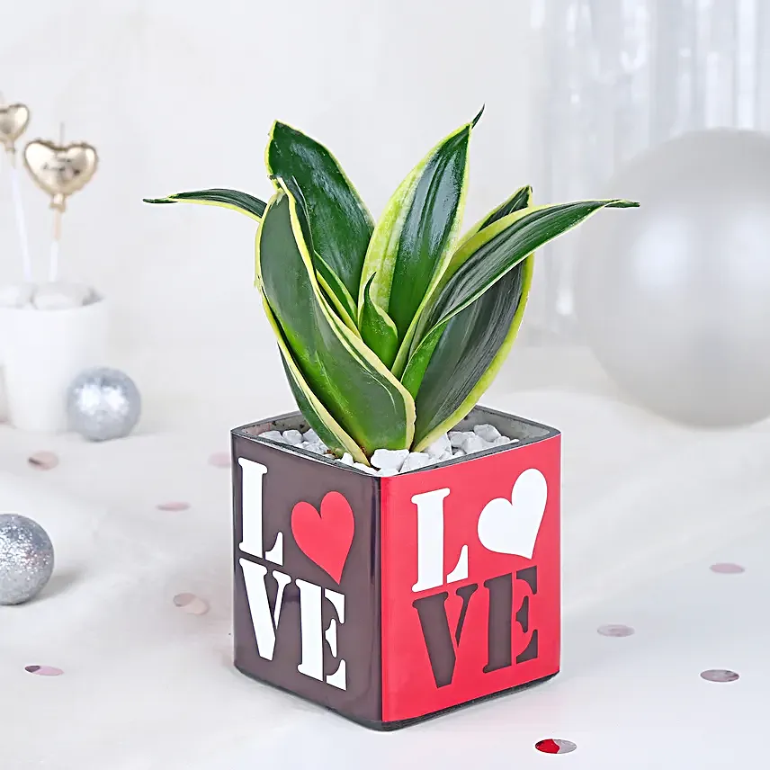 Money Plant Sentiments