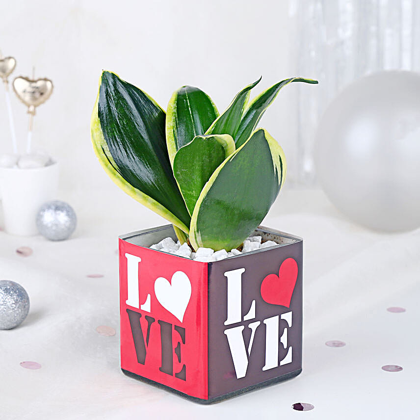 Money Plant Sentiments