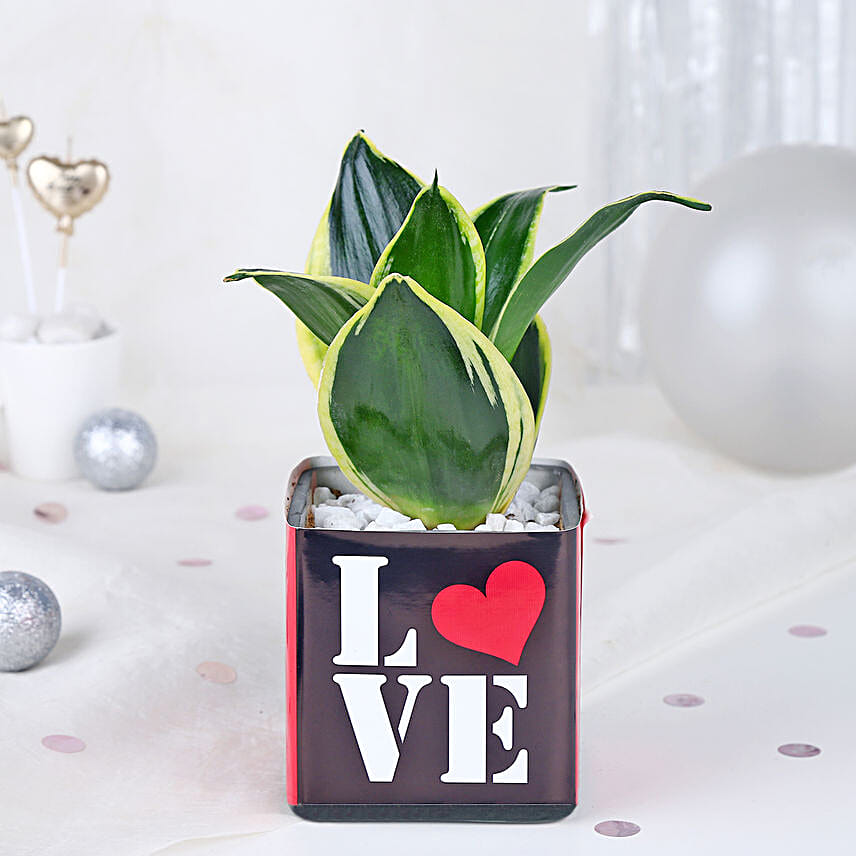 Money Plant Sentiments