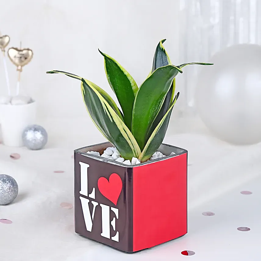 Money Plant Sentiments