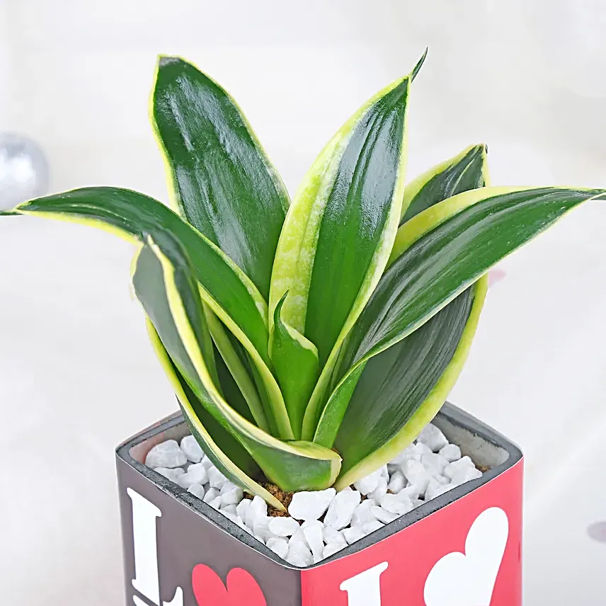 Money Plant Sentiments