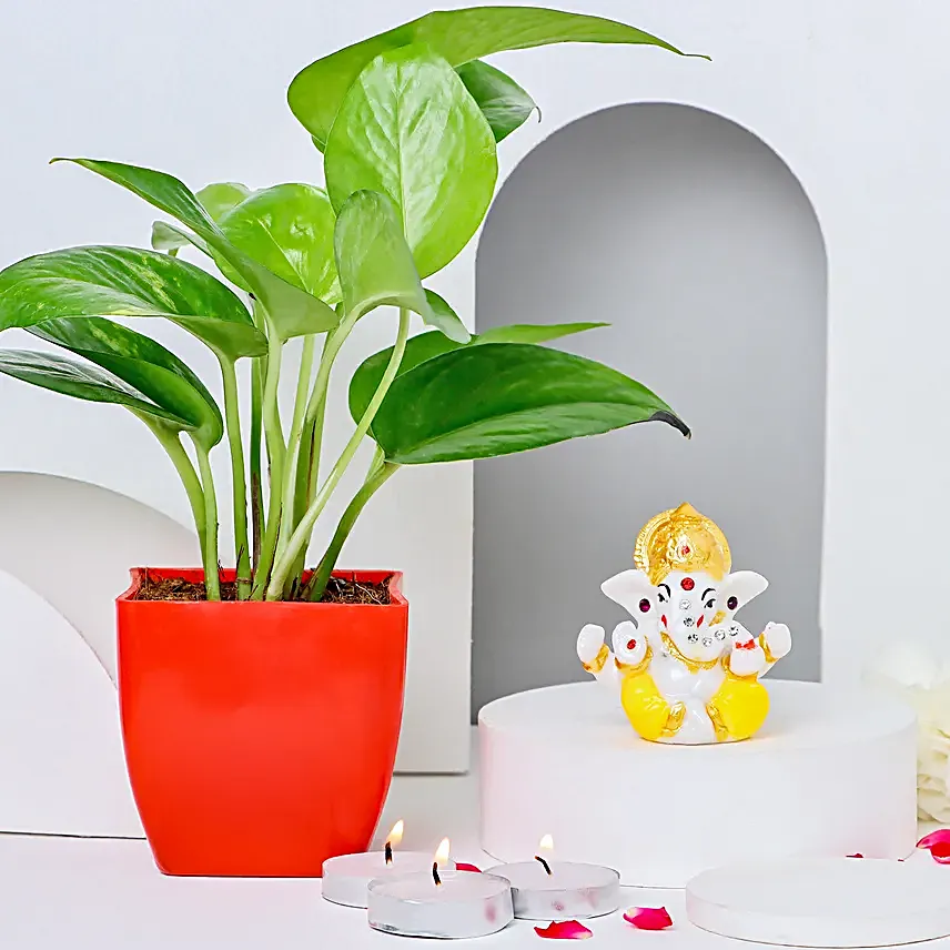Money Plant Splendour N Diwali Celebration