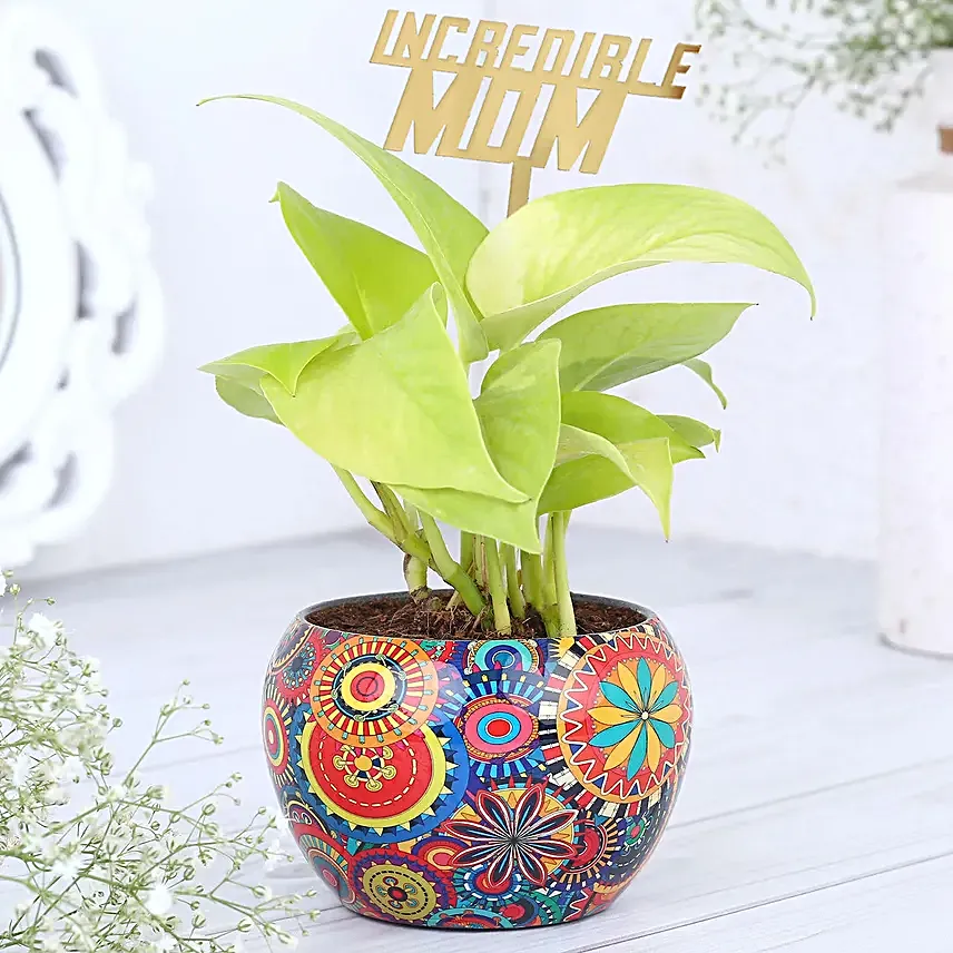 Money Plant Surprise For Incredible Mom