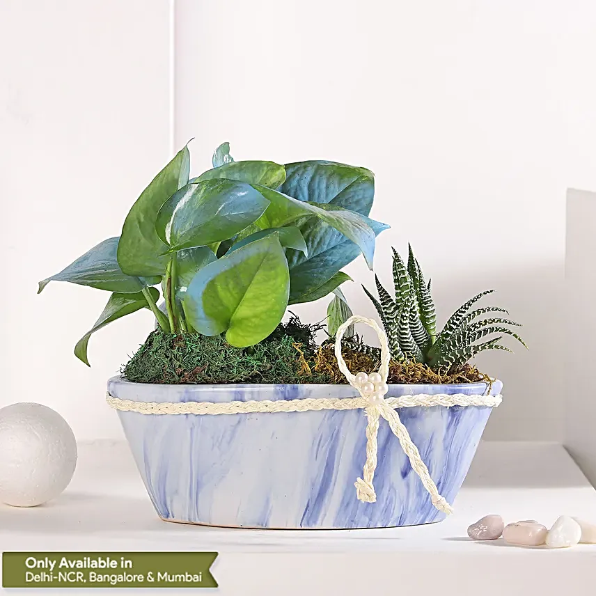 Money Plant Symphony in Blue Pot