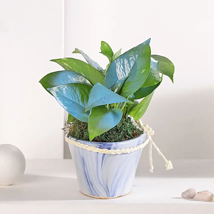 Money Plant Symphony in Blue Pot