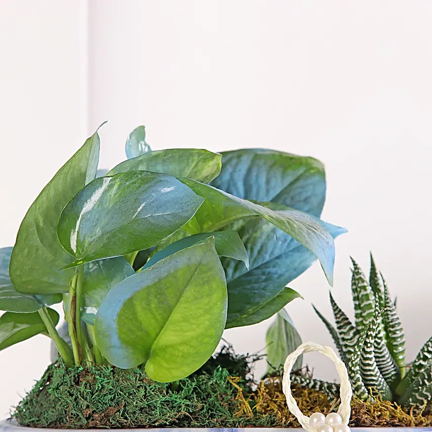 Money Plant Symphony in Blue Pot