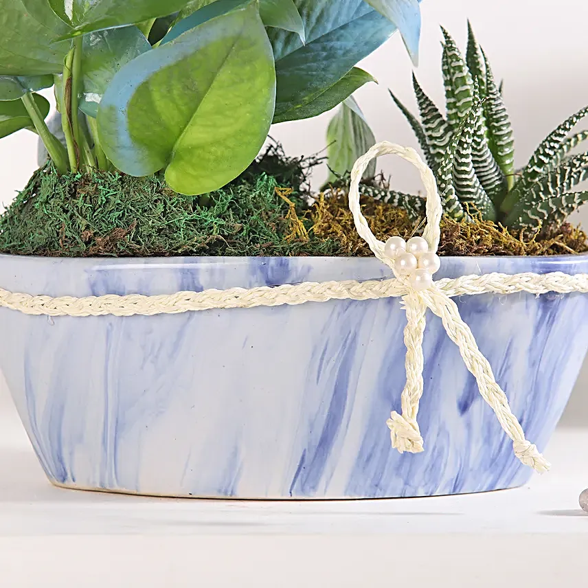 Money Plant Symphony in Blue Pot