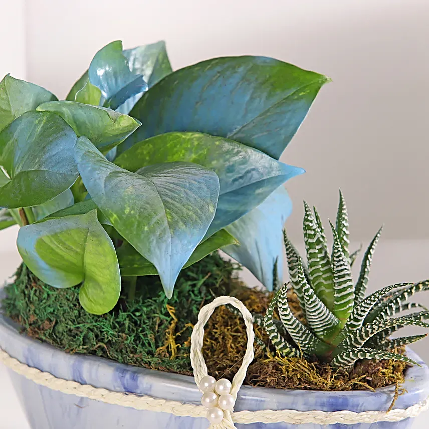 Money Plant Symphony in Blue Pot