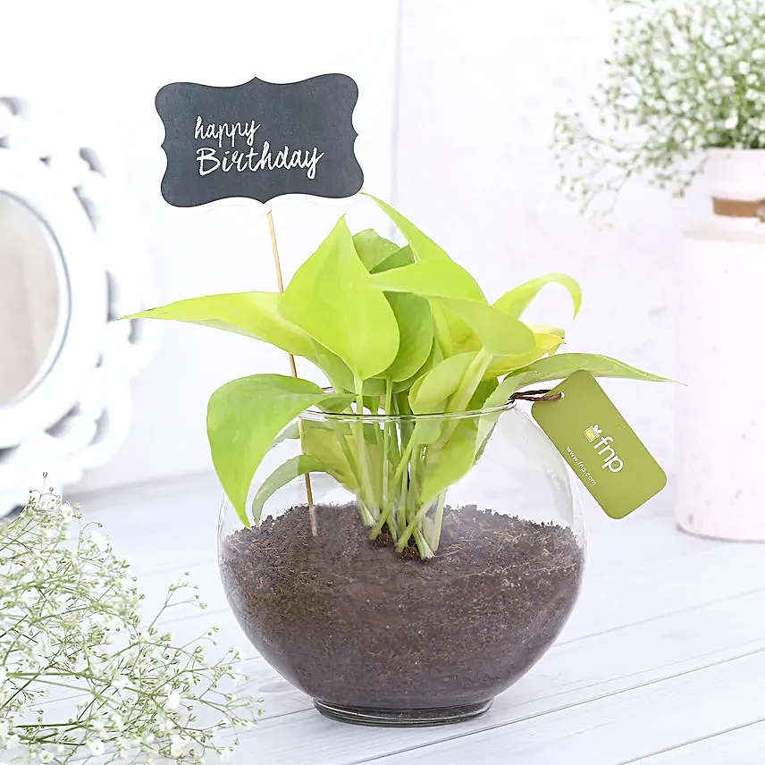 Money Plant Terrariums For Birthday