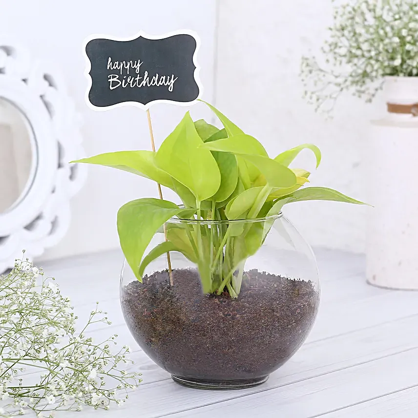 Money Plant Terrariums For Birthday