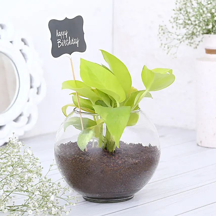 Money Plant Terrariums For Birthday